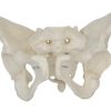 Female Pelvis Model AR-11128 ARI