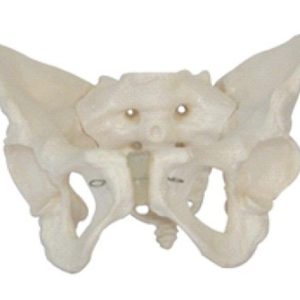 Female Pelvis Model AR-11128 ARI