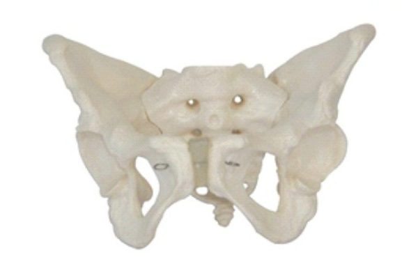 Female Pelvis Model AR-11128 ARI