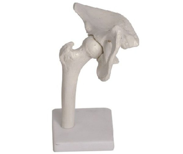 Hip Joint Model AR-11201-4 ARI