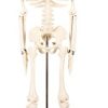 Human Skeleton Model 85CM AR-11101-3 ARI