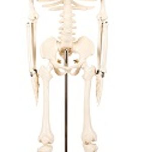 Human Skeleton Model 85CM AR-11101-3 ARI