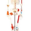 Human Skeleton with Painted Muscle and Ligament Model 180CM AR-11102-1 ARI