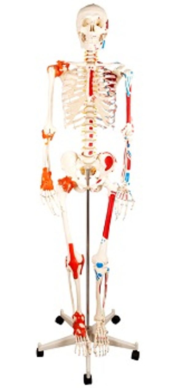 Human Skeleton with Painted Muscle and Ligament Model 180CM AR-11102-1 ARI