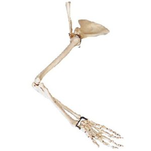 Arm, Scapular and Collar Bone Model AR-11123 ARI