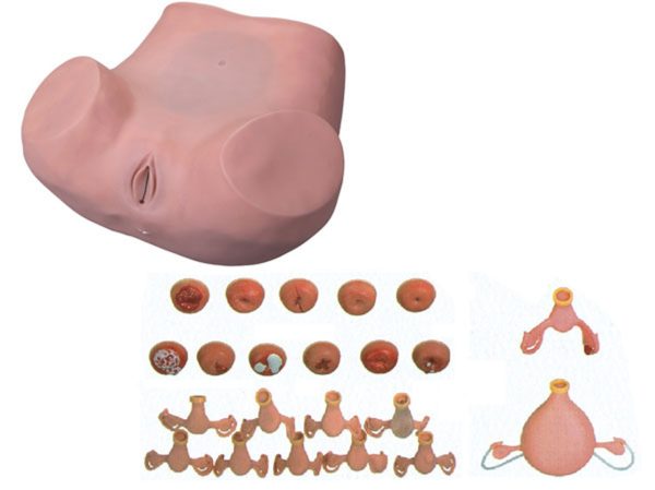 Gynecological Examination Model AR-7 ARI