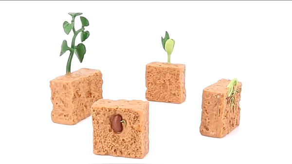 4pcs/Set Life Cycle Bean Plants Plant Life Cycle Educational Evolution Toy Growth Stage Model Montessori Toys