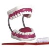 Dental Care Model (28pcs) AR-K1 ARI
