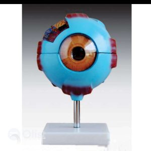 MODEL OF EYE