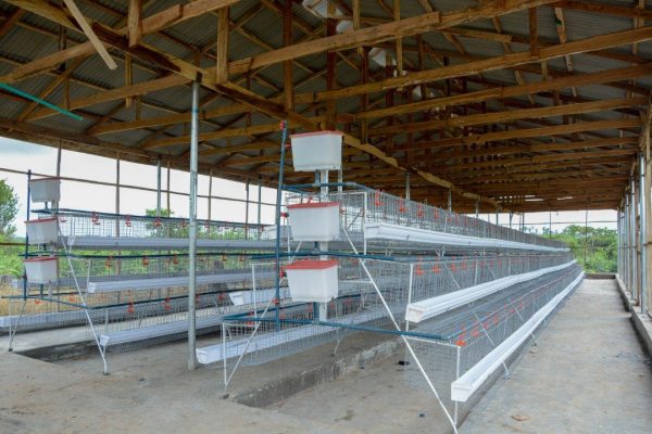96 Birds Layer Cage (3 Tiers)