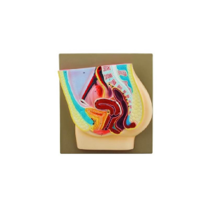 Human Female Pelvis