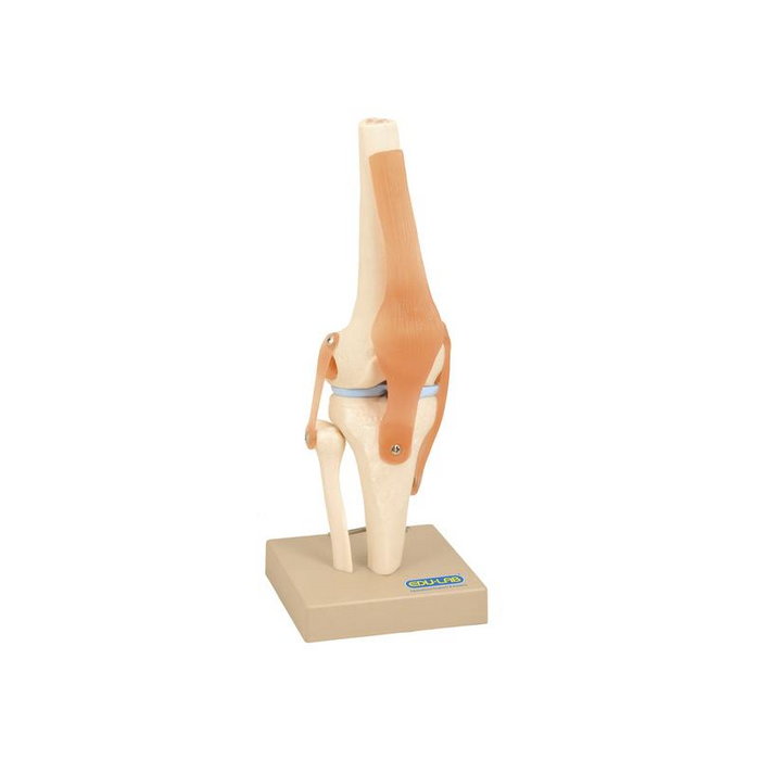 Model, Human Knee Joint - on base