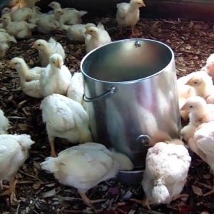 4 Weeks Old Broilers (Live Birds | Arbor Acres Plus | Ross 308) 10 Chicks/Carton