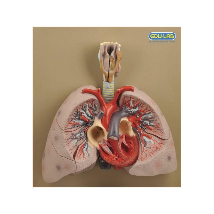 Model, Heart with Lungs & Larynx