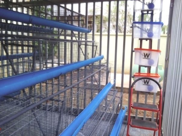 WANDA 4 Tier Battery Cage with Local PVC Feeder [128 Birds]
