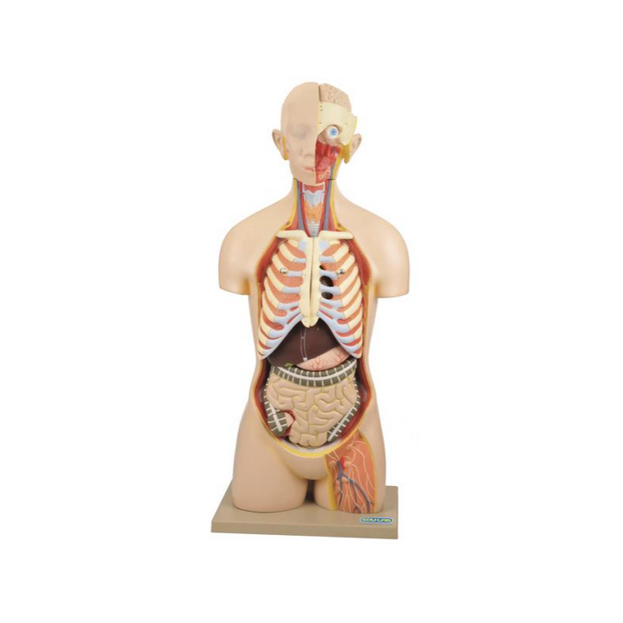 Model, Torso (Lifesize) with head 10 parts