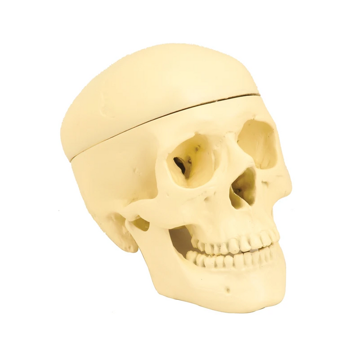 Model, Human Skull
