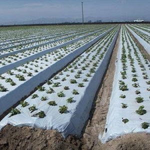 Plastic Mulch Film (Reflective Films | Silver/Black | 300m x 1.2m)