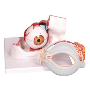 HUMAN EYE WITH EYELIDS, Mounted on base - 5x Enlarged, 8 Part