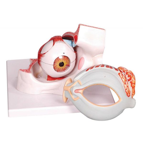 HUMAN EYE WITH EYELIDS, Mounted on base - 5x Enlarged, 8 Part