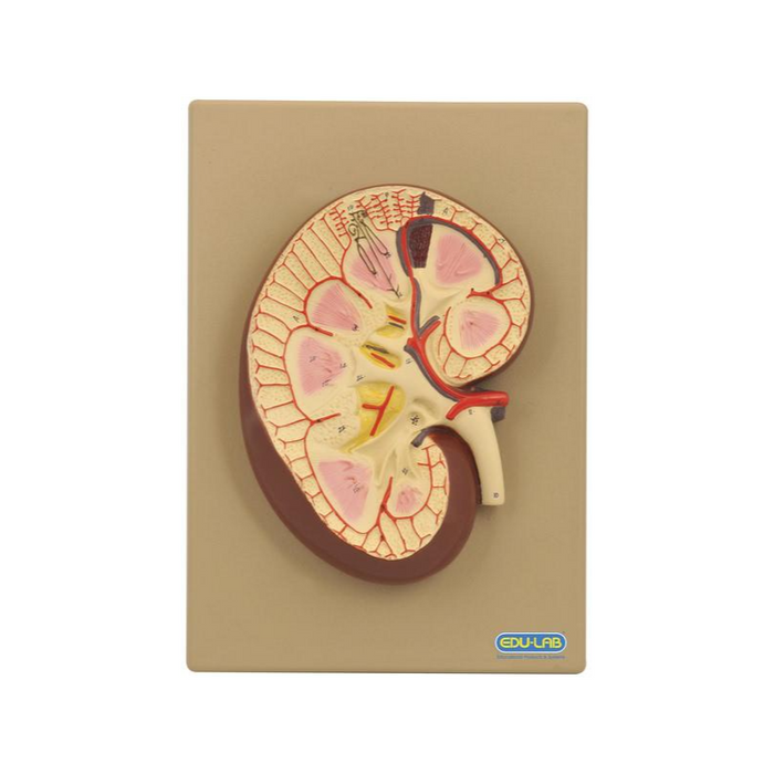 Model, Kidney Section