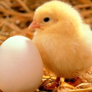 Day-Old AMO Pullets (ISA Brown | Pre-Order)