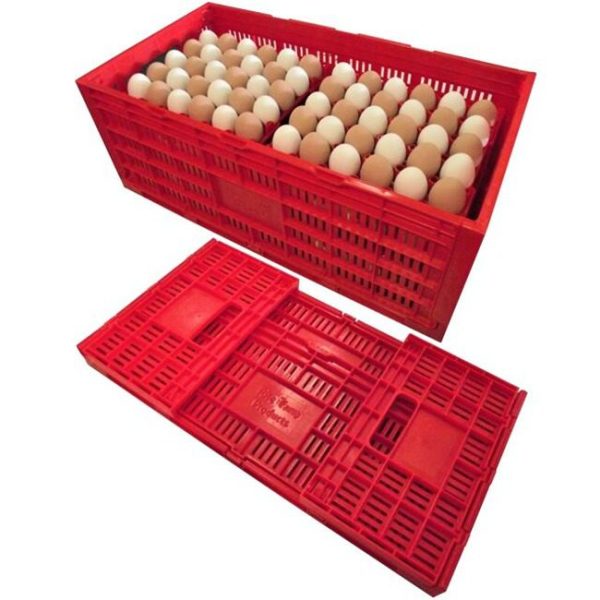 Chicken Egg Transfer Box (ARI Brand | 300 Eggs Capacity)