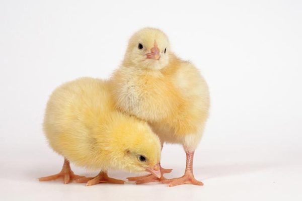 Day Old Yammfy Broilers (Commercial Arbor Acres)