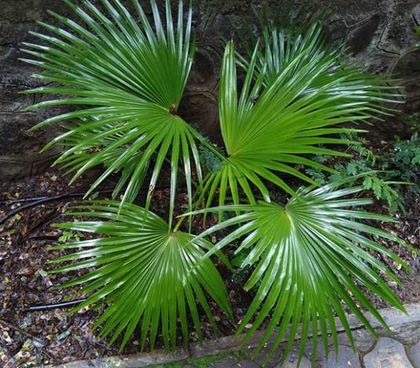 Fan Palm