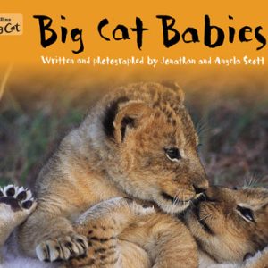 Collins Big Cat Big Cat Babies