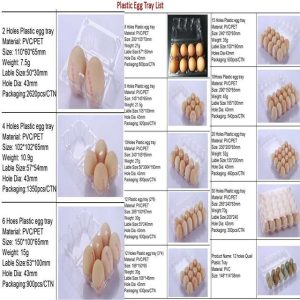 Transparent Egg Crates (12 Dimples/Eggs Capacity | Carton of 300pcs)