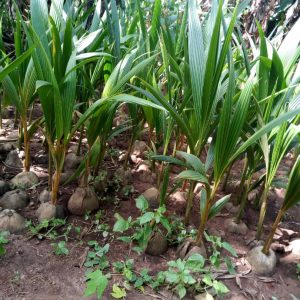 Coconut Seedlings (Dwarf | Hybrid)