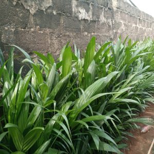 Tenera Palm Seedlings