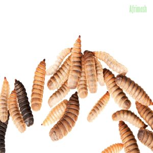 Black Soldier Fly Larva Meal (Maggots | Sold Per Gram) (Delivery within South-West only)