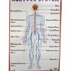 Charts Big Nervous System