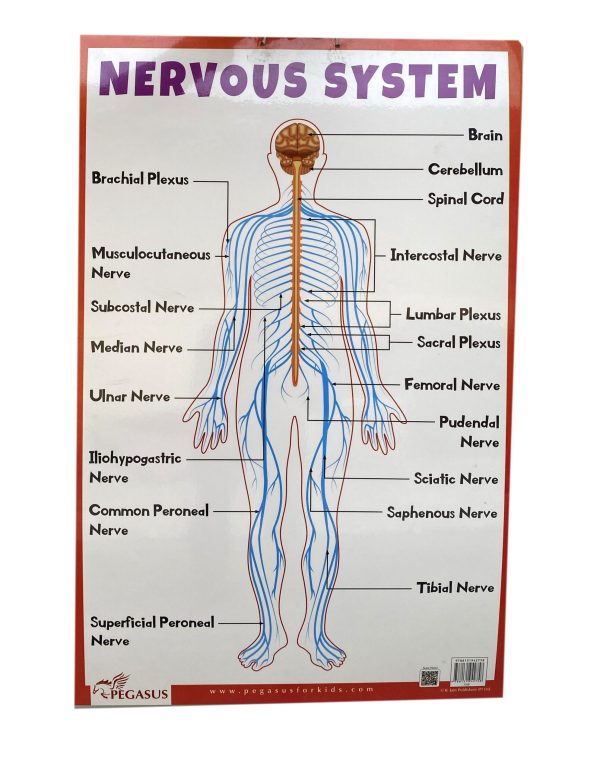 Charts Big Nervous System