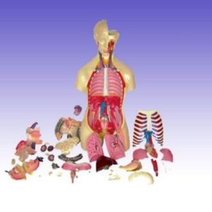 RS0231 Human Female Torso