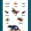 Wall Chart: Household Pests