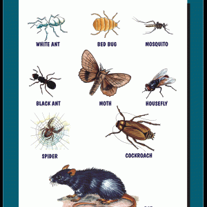 Wall Chart: Household Pests