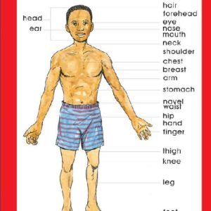 Wall Chart: Human Body