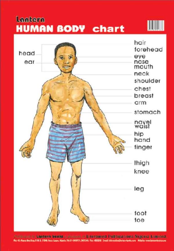 Wall Chart: Human Body