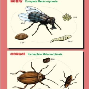 Wall Chart: Insect Life Cycle