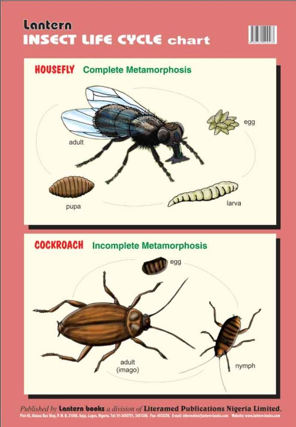 Wall Chart: Insect Life Cycle