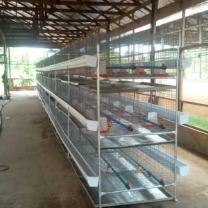 Battery Cages For Broilers – Brooding Cage (3 Tiers | 200 Chicks | 100 Mature Birds)