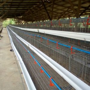 Locally fabricated Battery Cage, (120 capacity, with Imported PVC Feeders | 3 Tiers | Fully Galvanized Model)