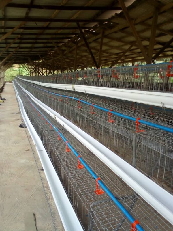 Locally fabricated Battery Cage, (120 capacity, with Imported PVC Feeders | 3 Tiers | Fully Galvanized Model)