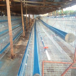 WANDA 3 Tier Battery Cage (Fully Galvanized | Local PVC Feeders |120 Birds Capacity)