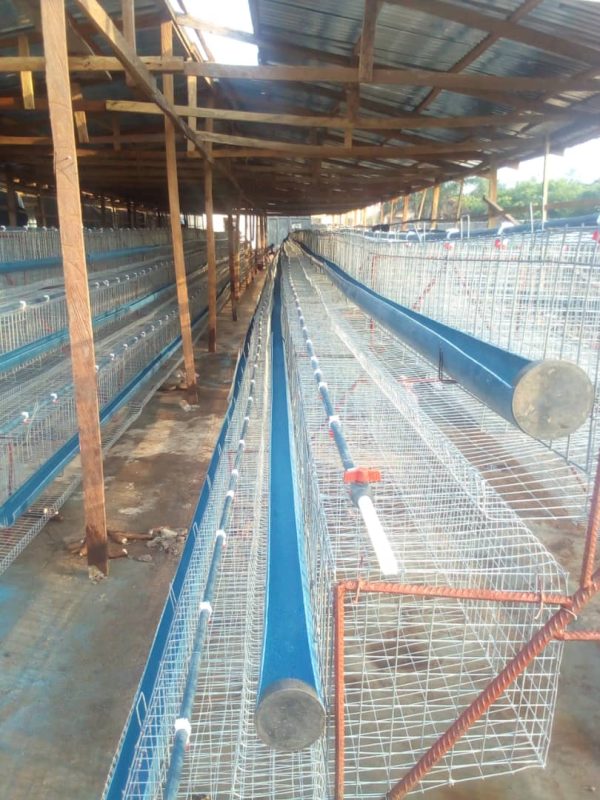 WANDA 3 Tier Battery Cage (Fully Galvanized | Local PVC Feeders |120 Birds Capacity)