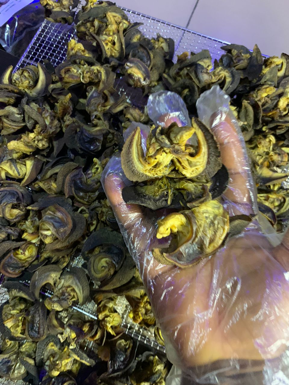 Processed Snails in various sizes - 1KG
