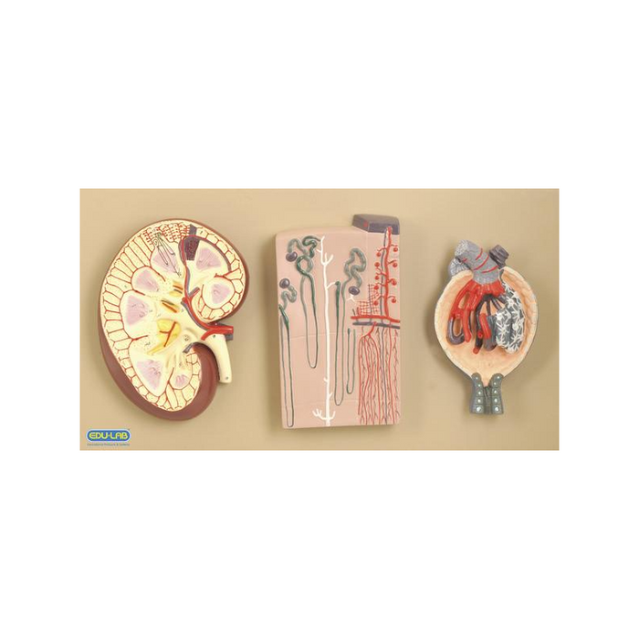 Model, Kidney Section with Nephrons and Blood Vessels - AR
